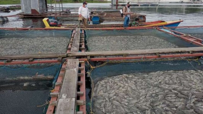 Ratusan ikan di Danau Toba mati mendadak.