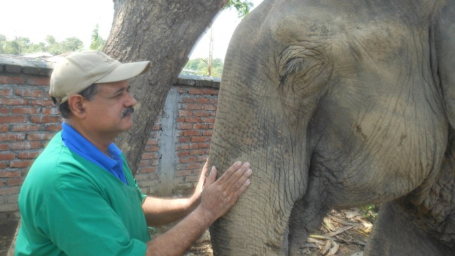 Kisah Dokter Menyelamatkan 10 000 Gajah  di India dan  Indonesia