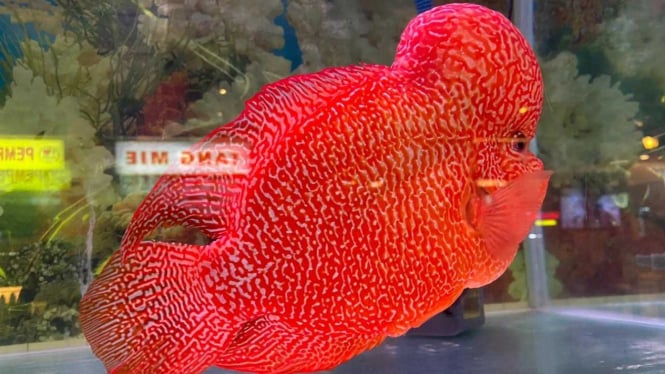 Ikan Louhan merah ini dibeli seharga Rp350 juta.