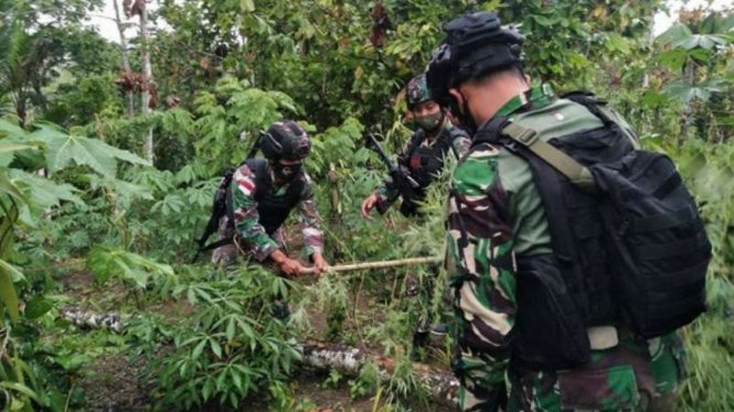 VIVA Militer: Prajurit Satgas Yonif Raider 100/PS di ladang ganja.