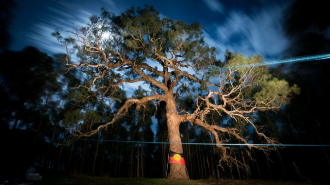 Aktivis Aborigin mengatakan pohon sakral itu telah salah ditebang.-SEAN PARIS


