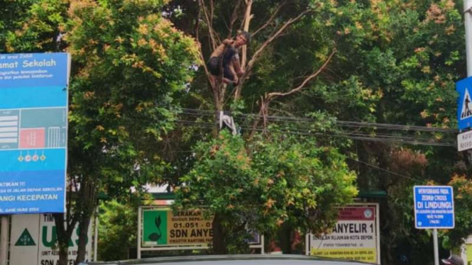 Pemuda bertato yang diduga depresi pamer alat vital dari atas pohon