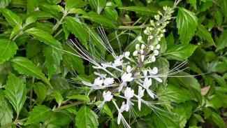 Kumis Kucing, Tanaman Herbal Terbaik Atasi Gula Darah Tinggi