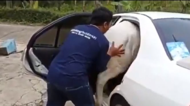 Seekor sapi dipaksa masuk ke dalam mobil sedan