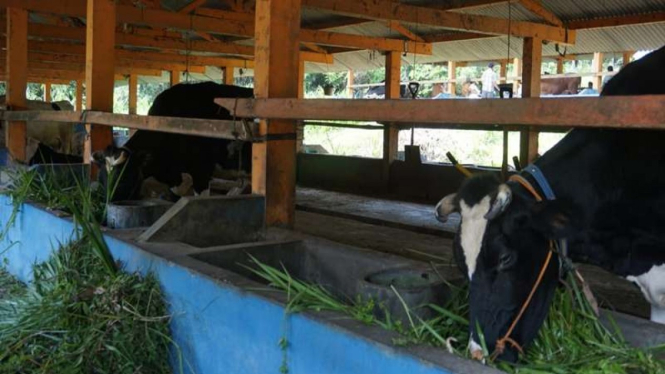 Ratusan sapi milik warga dievakuasi lantaran status Gunung Merapi naik status