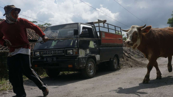 Seorang warga desa di Klaten, Jawa Tengah, mengevakuasi sapi ternaknya untuk dititipkan di tempat penitipan hewan komunal milik pemerintah menyusul peningkatan aktivitas vulkanik Gunung Merapi pada Selasa, 10 November 2020.