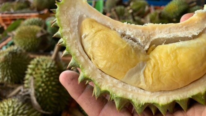 Perkebunan durian terbesar di Australia di pinggiran Kota Darwin kini memasuki musim panen. Produksi durian yang dijuluki raja buah ini akan dikirim ke berbagai kota.