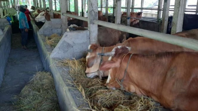 Ratusan ekor sapi milik warga yang tinggal di kawasan rawan bencana Gunung Merapi di Desa Balerante, Klaten, Jawa Tengah, diungsikan ke tempat evakuasi hewan ternak.