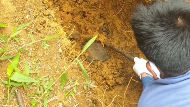 Petugas menggali kuburan korban pembunuhan di kawasan Gunung Pongkor.
