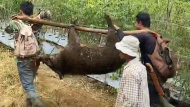 Warga di Garut menangkap babi hutan yang meresahkan.