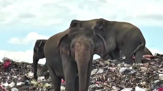 Gajah-gajah berkerumun di wilayah TPA di Ampara, dan memakan sampah plastik yang berbahaya.-Reuters
