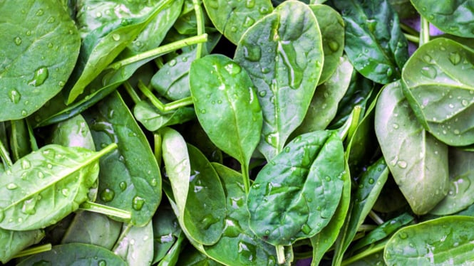 Bayam jenis baby spinach