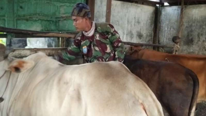 VIVA Militer: Kopda TNI Erianto kasih makan sapi.