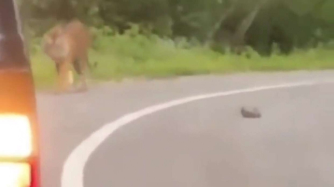 Tangkapan layar (screen shot) rekaman video penampakan seekor harimau di jalan raya di satu kampung Kabupaten Solok, Sumatera Barat, Rabu pagi, 2 Desember 2020.