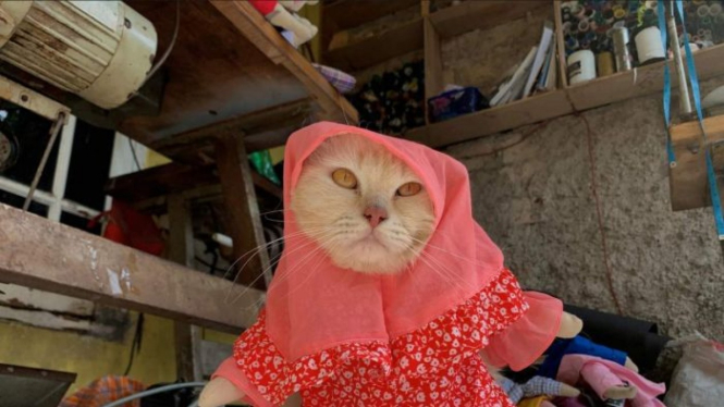 Pasar busana kucing di Indonesia mulai tercipta, dengan beragam variasi mulai dari model jilbab hingga pakaian cosplay lainnya.