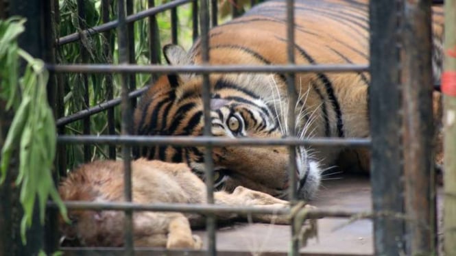 Harimau Sumatera di Kabupaten Solok turun ke jalan