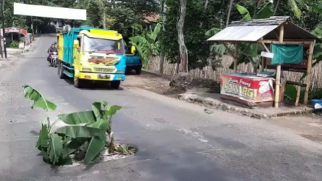 Jalan berlubang ditanami pohon pisang