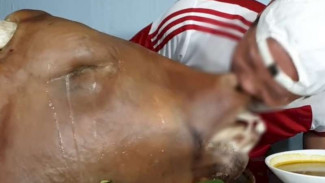 Aksi Mukbang Pria Makan Kepala Sapi Utuh, Netizen Mau Muntah