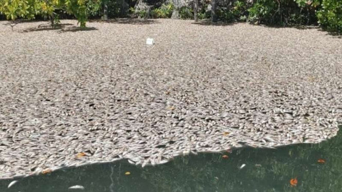 Ikan-ikan kecil mati mengapung di kawasan destinasi wisata Piaynemo Raja Ampat