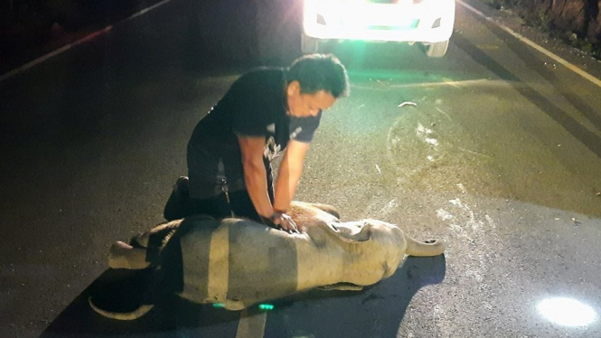 Seorang petugas penyelamat memberikan napas buatan kepada seekor bayi gajah di Provinsi Chanthaburi.-Reuters

