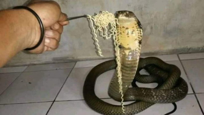 Viral ular kobra ditawari makan mie instan