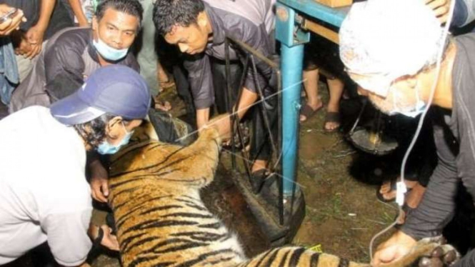 Proses Evakuasi Harimau Sumatera di Aceh SIngkil
