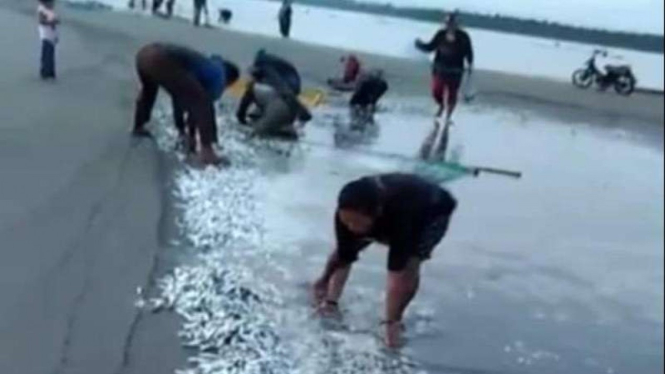 Ribuan ikan mati di Mentawai.