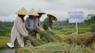 Dukung Ketahanan Pangan, BRI Berdayakan Klaster Ekosistem Desa