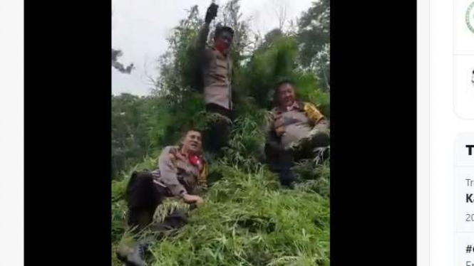 video Kapolda Aceh, Inspektur Jenderal Wahyu Widada di tumpukan tanaman ganja