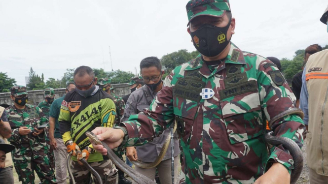 Belasan ular ditemukan di lokasi pendirian rumah sakit lapangan Benteng Vastenburg di Solo, Jawa Tengah, ketika aparat TNI dan komunitas pencinta ular membersihkan kompleks Benteng pada Jumat, 15 Januari 2021.