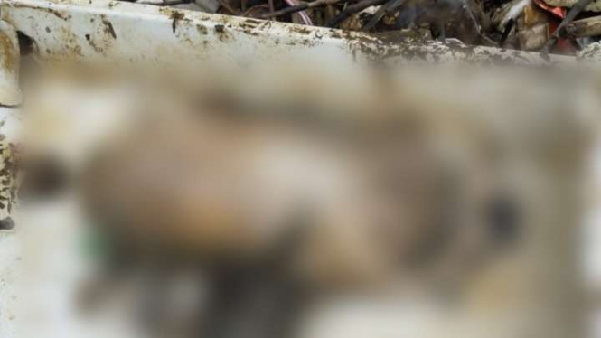 Potongan tubuh diduga milik korban Sriwijaya Air ditemukan di Muara Gembong