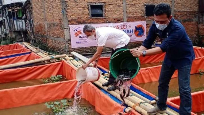 Bakrie Amanah budidaya lele di kampung Apung Kapuk, Jakarta Barat.