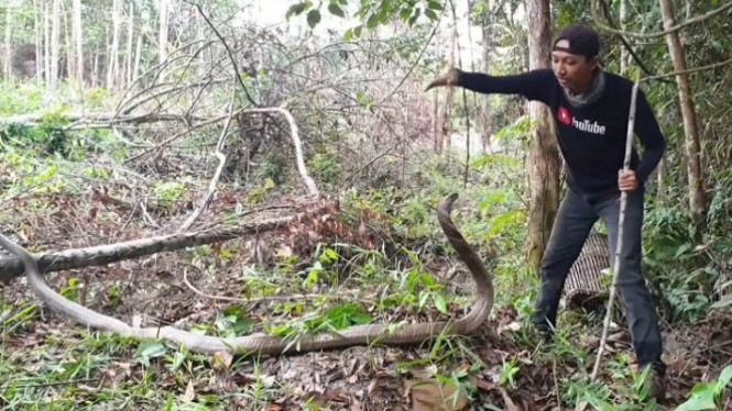 Tegangnya Penangkapan Ular King Kobra Raksasa Super Galak
