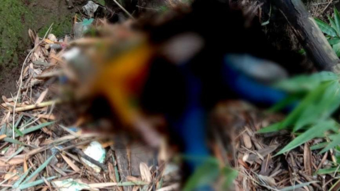 penemuan mayat perempuan dengan dubur tertusuk bambu di Garut.
