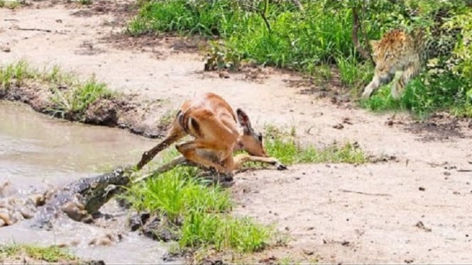 Impala diburu buaya dan macan tutul.