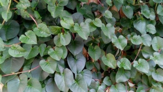Manfaat dan Cara Olah Daun Binahong, Bisa Atasi Kadar Gula Darah
