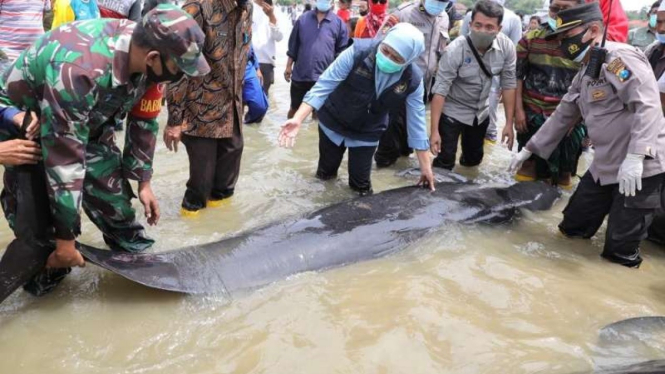 Gubernur Jawa Timur Khofifah Indar Parawansa melepas seekor dari puluhan paus yang terdampar di Selat Madura di Kabupaten Bangkalan pada Kamis, 18 Februari 2021.