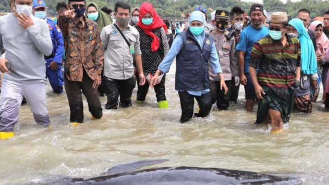 Gubernur Jatim Khofifah Indar Parawansa memantau proses evakuasi paus terdampar.