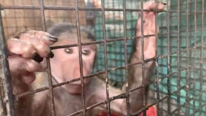 Primata dalam kandang 