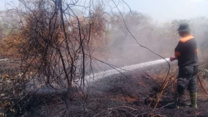 Petugas memadamkan api di lahan sawit di Agam Sumatera Barat