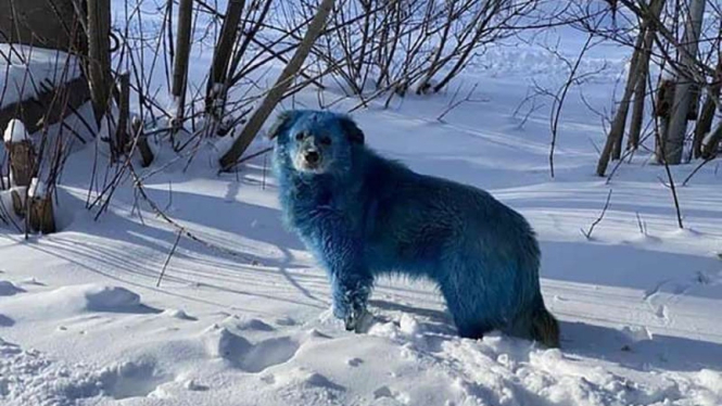 Foto anjing di Rusia yang bulunya disebut berubah warna