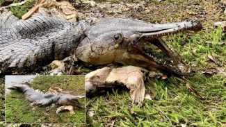 Geger Ikan Mirip Buaya Ditemukan di Waduk