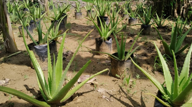 Kebun lidah buaya di Pantai Jungwok | Foto PLB