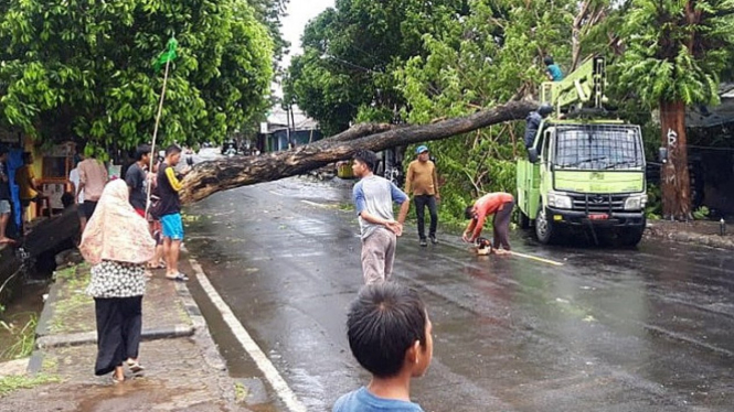 Pohon tumbang tutup Jalan Raya Salero, Morotai, Maluku Utara (antara)