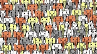 Di Antara Tumpukan Gajah Ada Satu Panda Tersembunyi, Bisa Temukan?