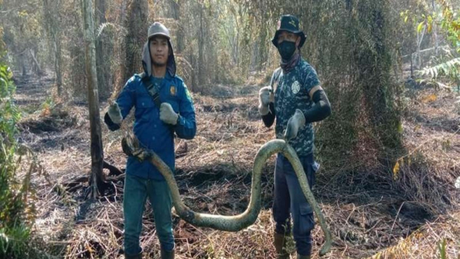 Seekor ular piton mati akibat kebakaran lahan di Riau