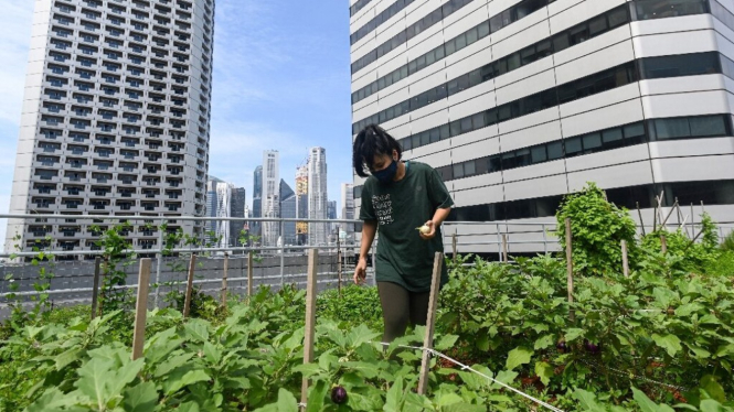 Bercocoktanam di atas gedung di Singapura.