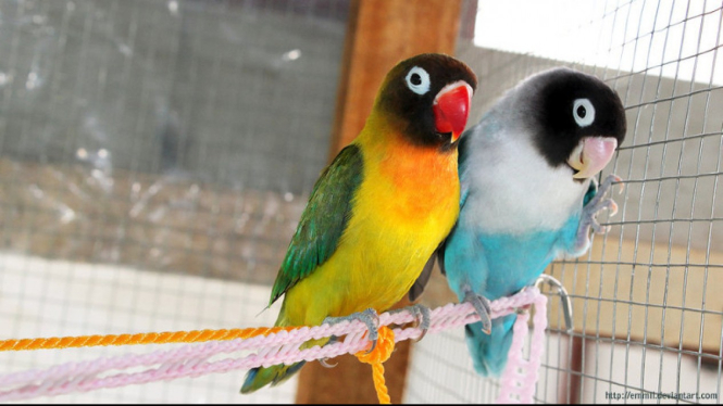  Cara  Memelihara Burung Lovebird yang  Baik  dan Benar