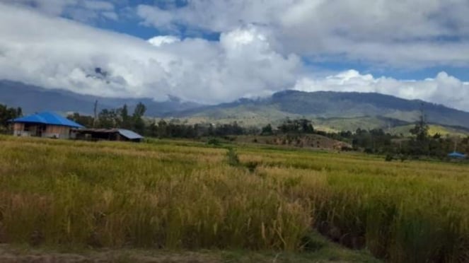 Pemandangan persawahan terlihat di Kampung Honelama, Distrik Wamena, Kabupaten Jayawijaya, Papua.