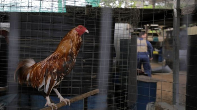 Petugas menemukan keseluruhan 540 ekor ayam jago di sebuah properti di Horsley Park, sekitar 60 km dari Sydney.